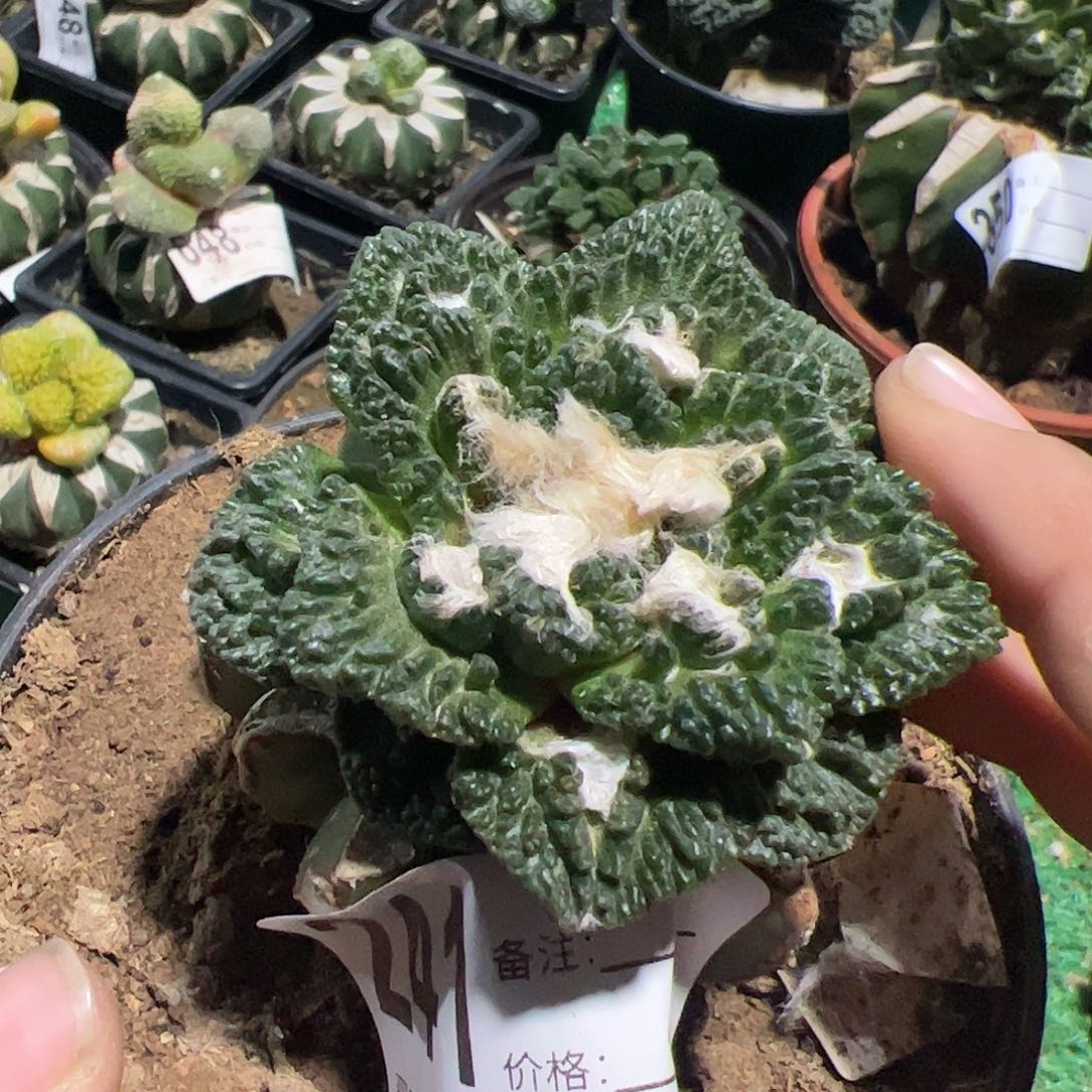 隔尤哥斯拉牡丹仙人球241