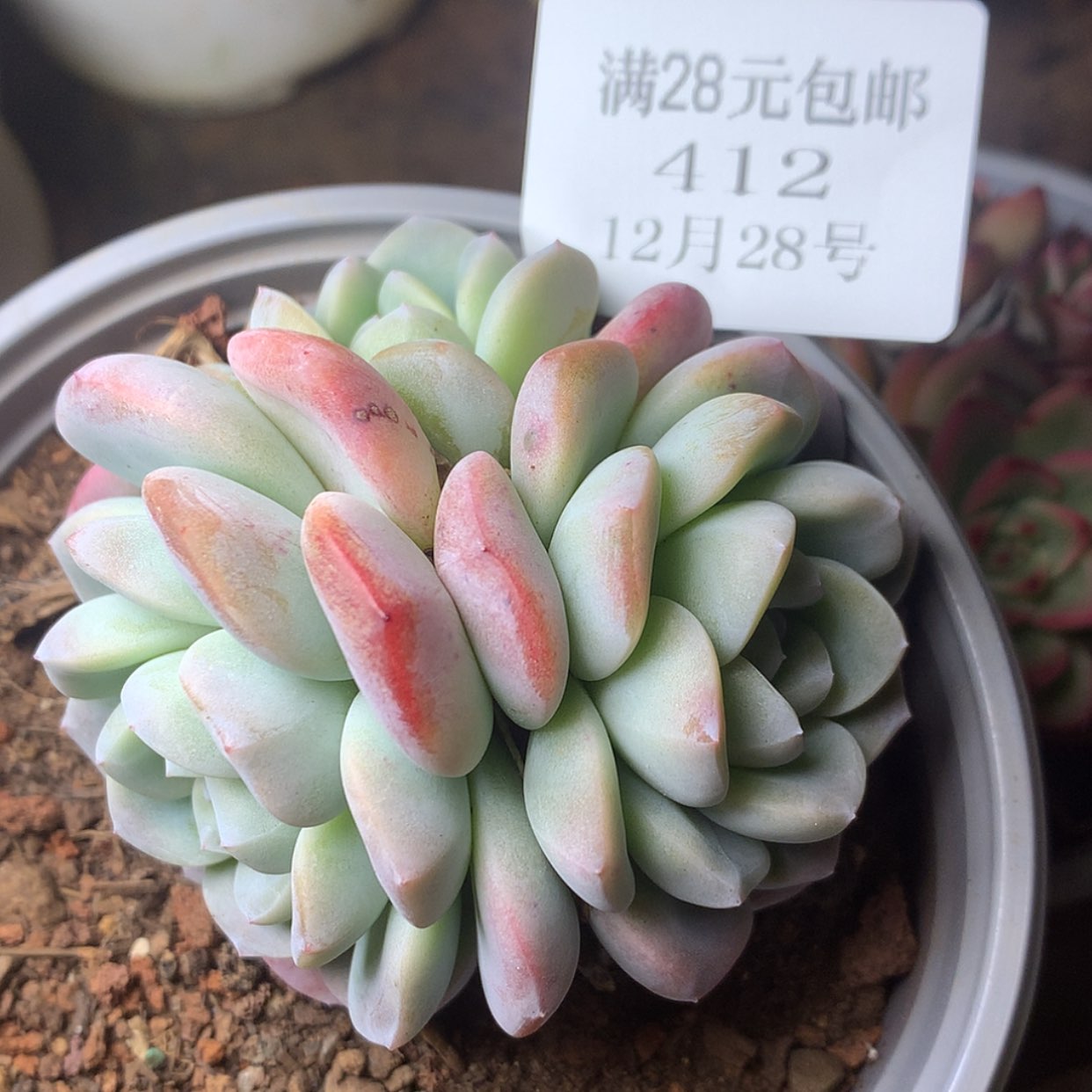 【闪购商品】云412号冰玉