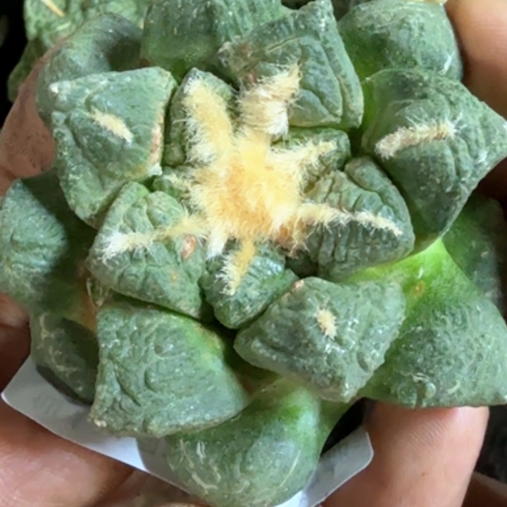 无花朵福利自根龟甲469