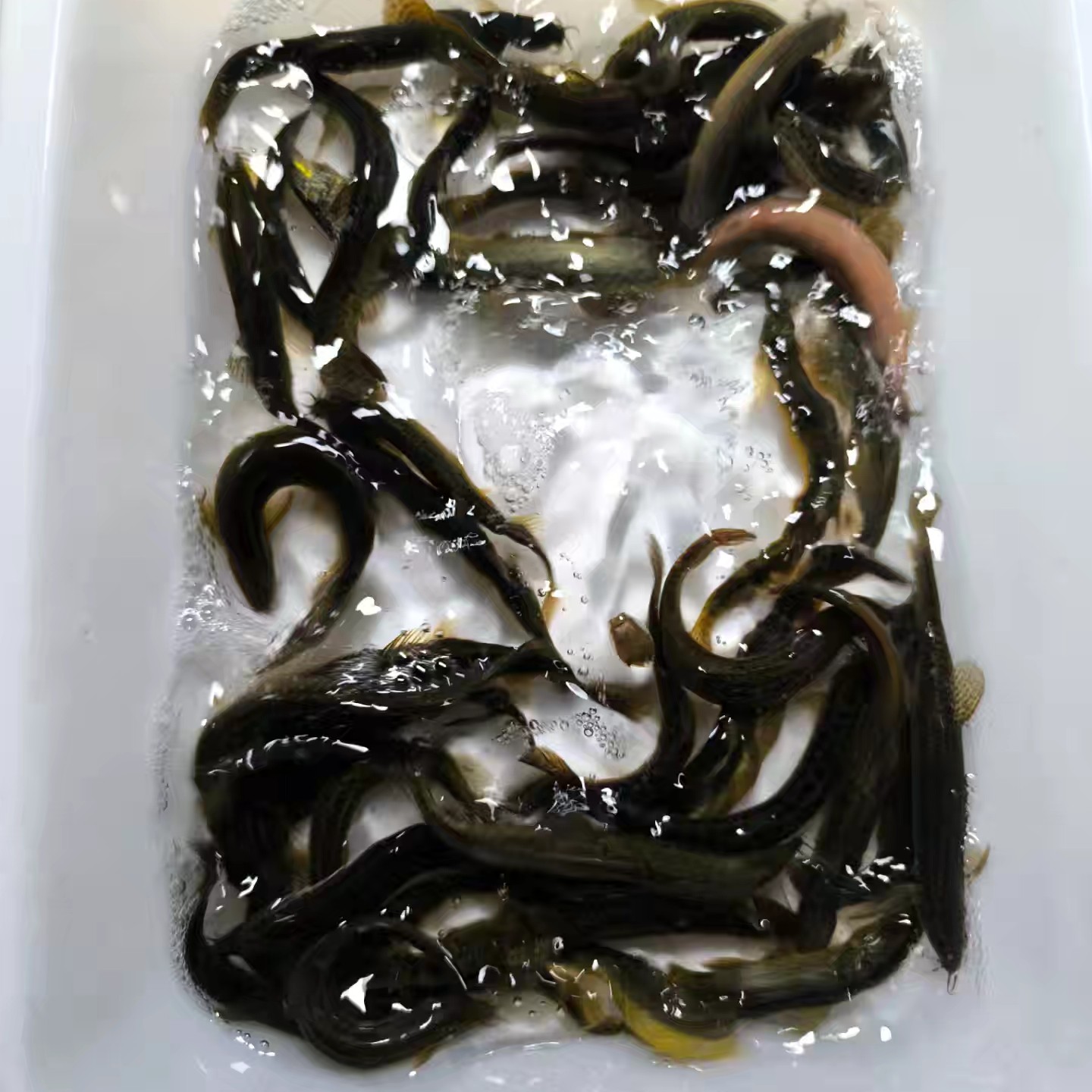 沂河湖泊稻田小野鳅杂鳅鲜活
