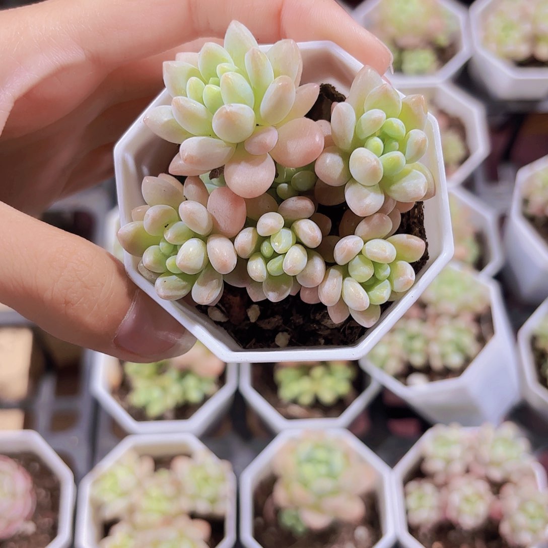 精品洛可可多肉植物