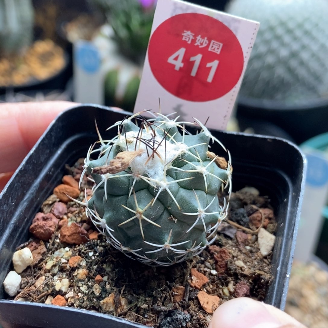 实生雪顶尼克莱娇丽一颗2.8cm