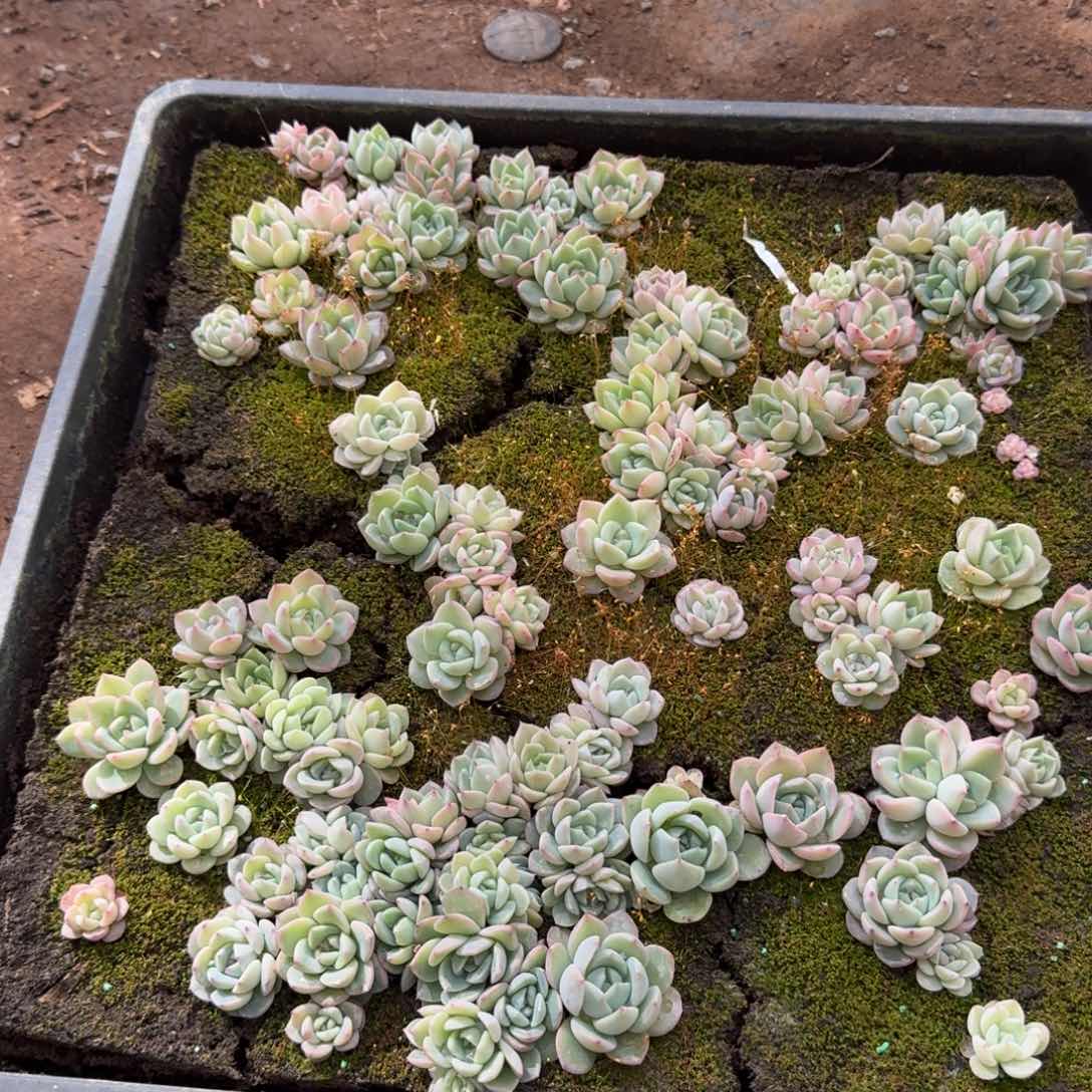 宽叶美尼珍妮糖心量拍25-87