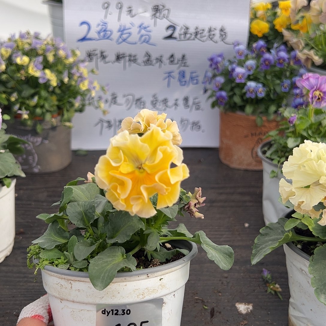 当前无花朵，栽培后可花朵105号