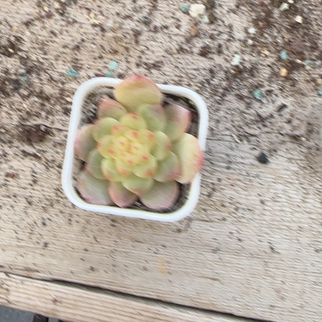 P100 盆桌上一个满25包邮