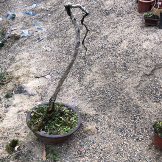 盆景素材盆栽绿植