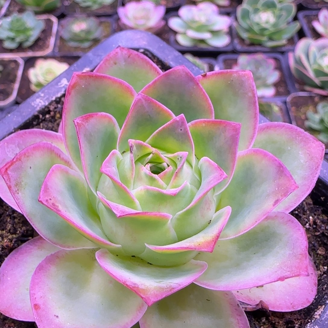 7厘米原始黄金玫瑰124242424253