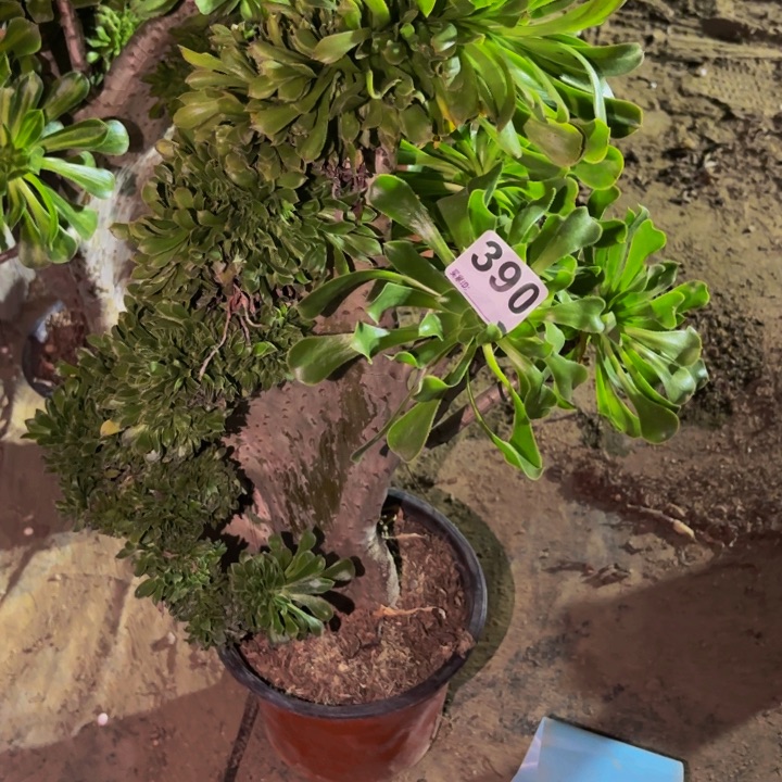 390夕颜多肉植物不售后中班