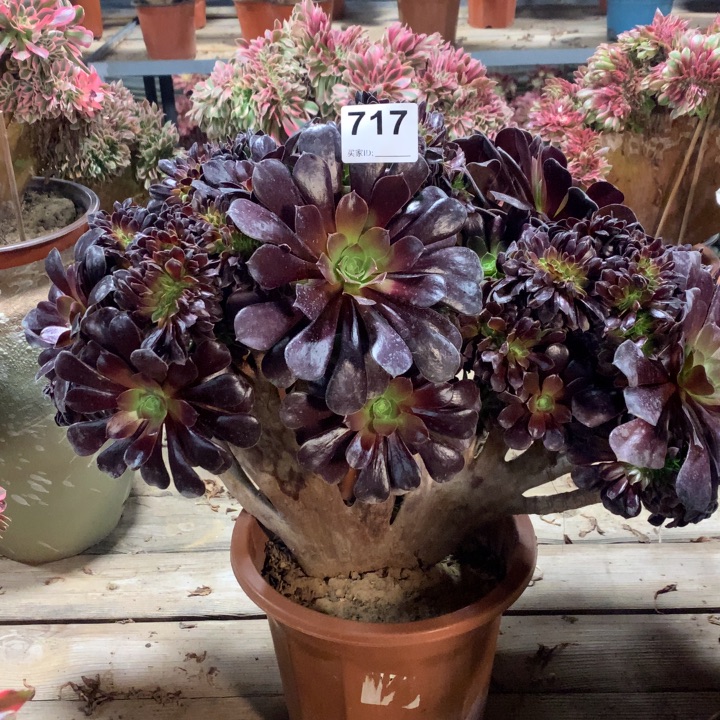 717欧紫缀多肉法师