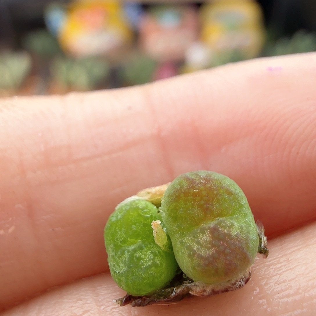 2.19.40/墨杂/多肉植物