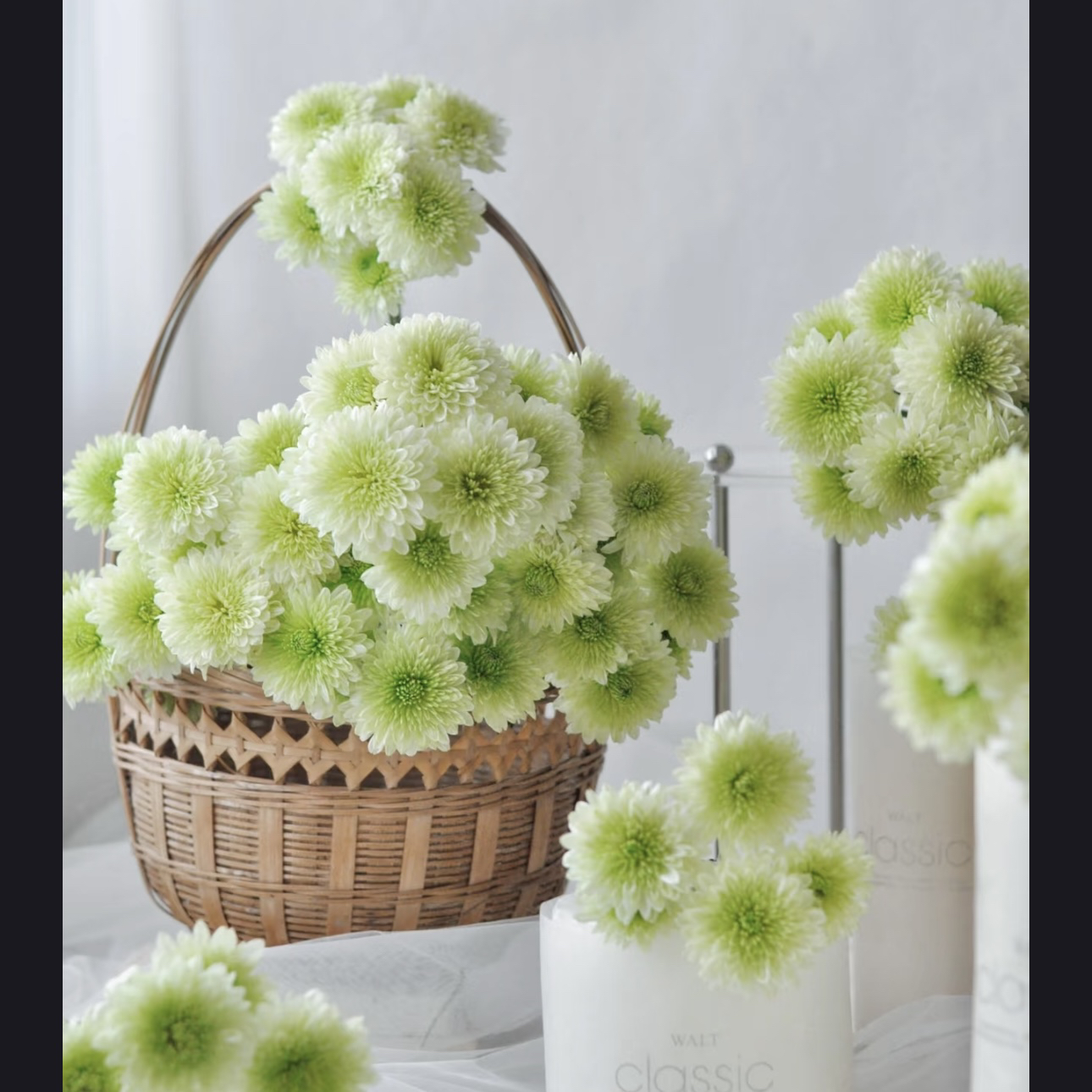 【杨鹏鲜花】布鲁诺绿 小菊 超长待机 云南鲜花包邮