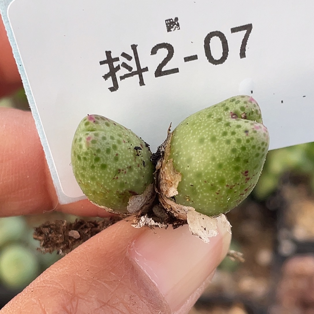 2-7草莓斑马肉锥多肉