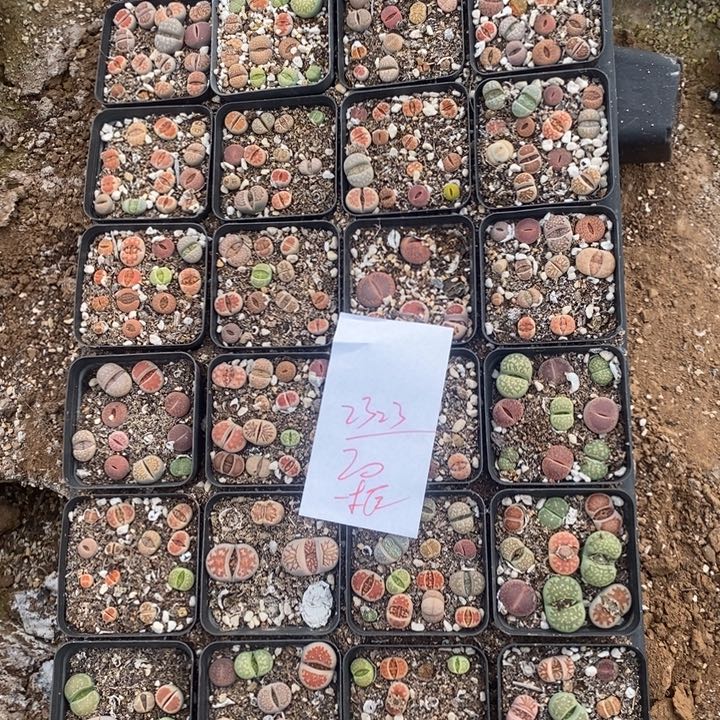 2323生石花彩盒一坨盘