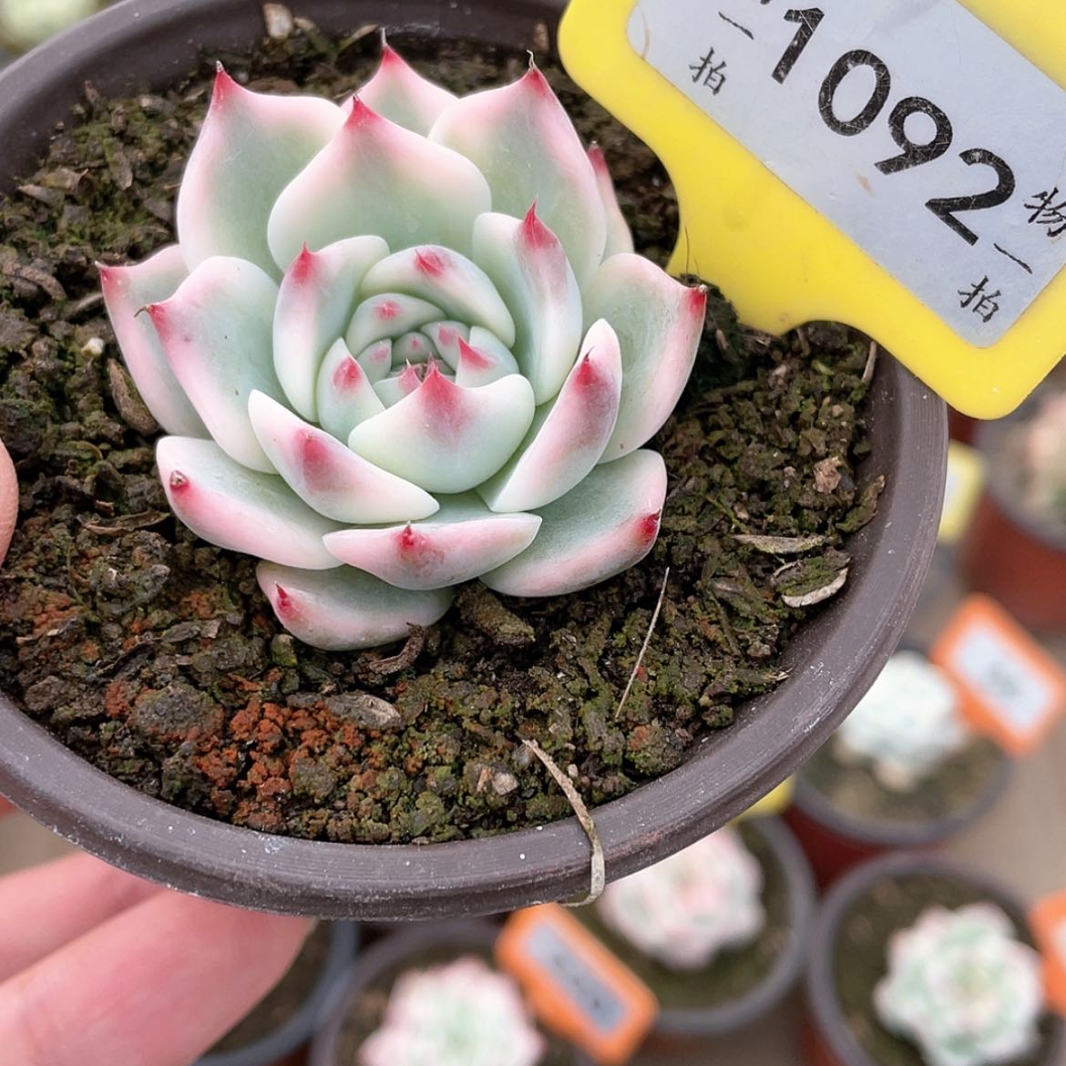 【闪购商品】1092号