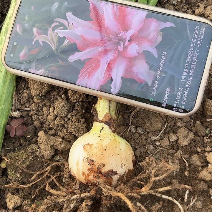 大****无花朵八爪鱼包对版8852