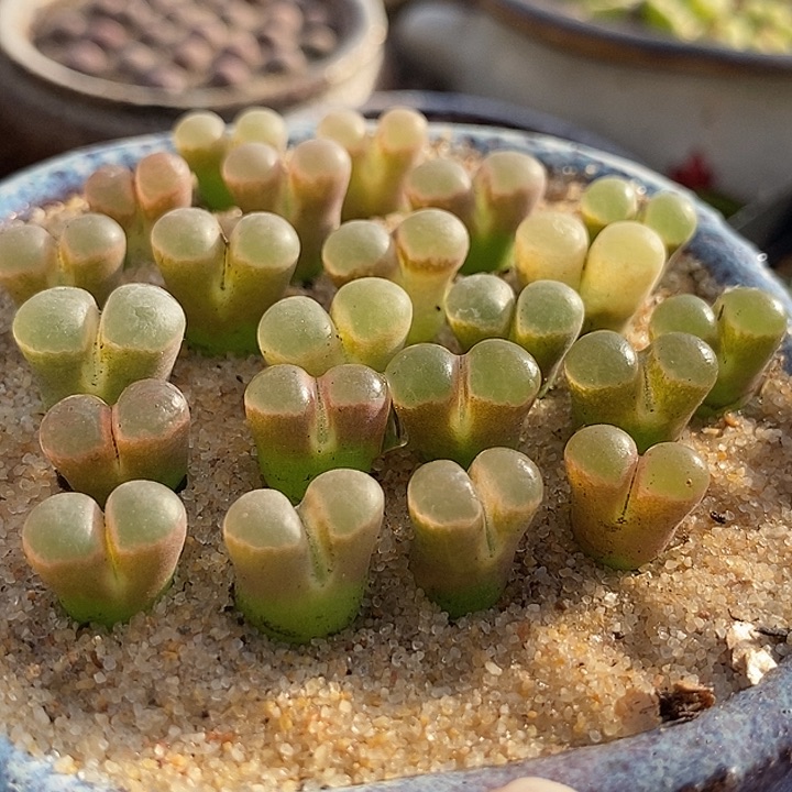 22538粉磁铁一组三颗