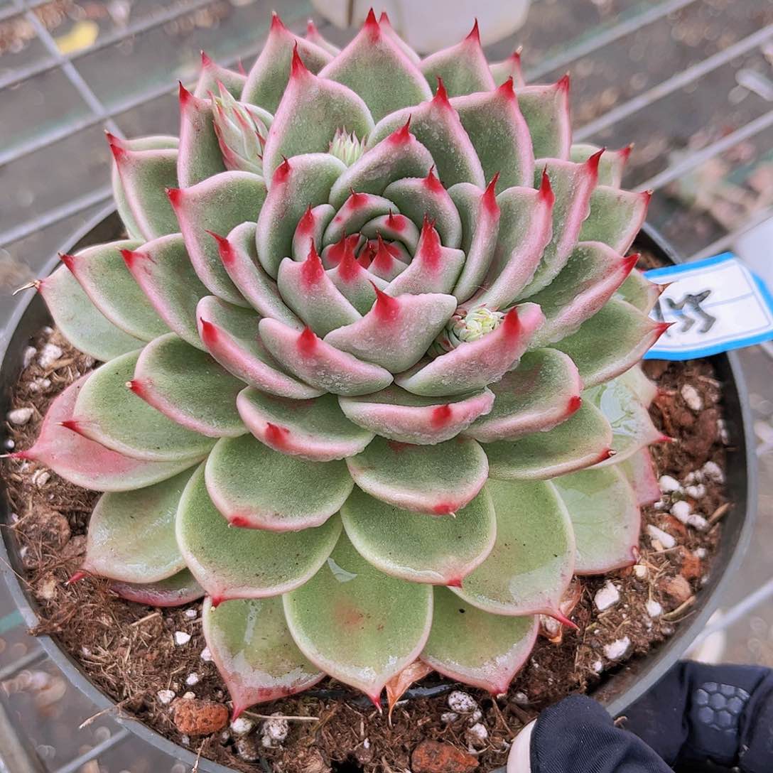 托斯卡12公分9899999