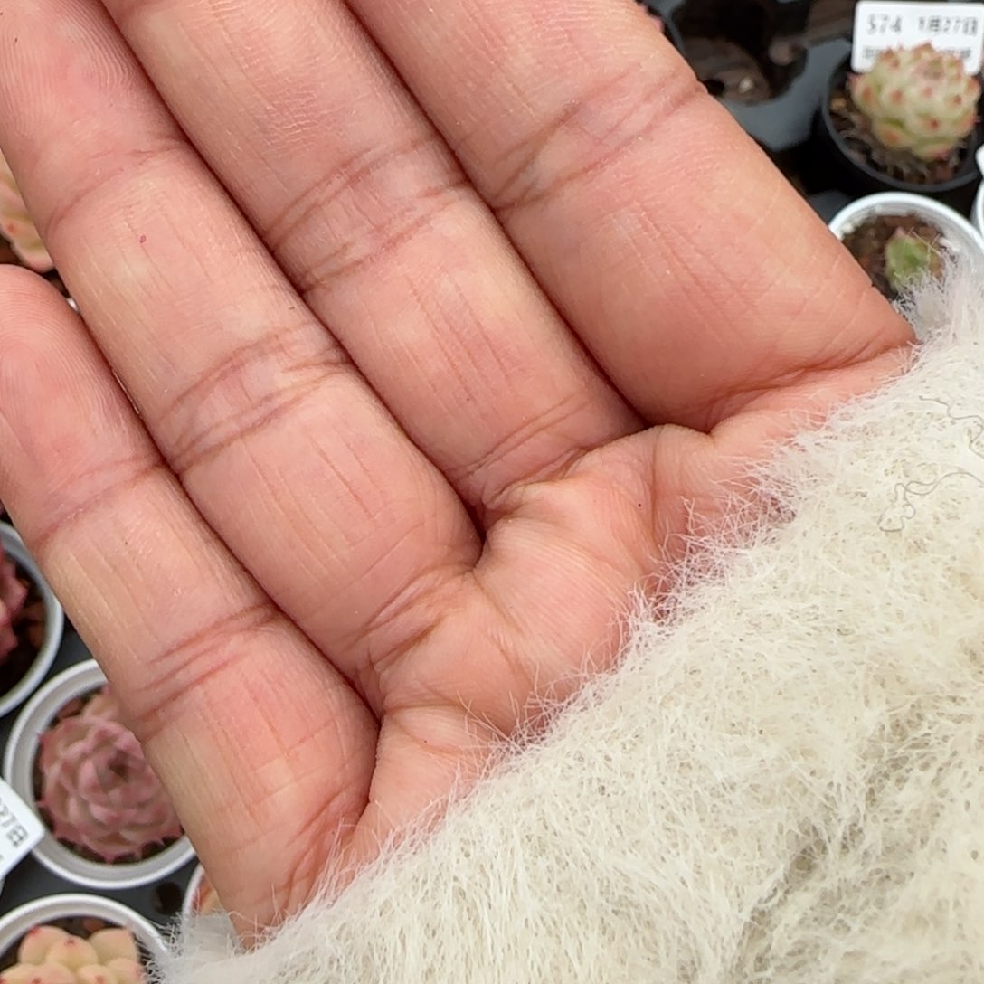 花语逸镜0127-570