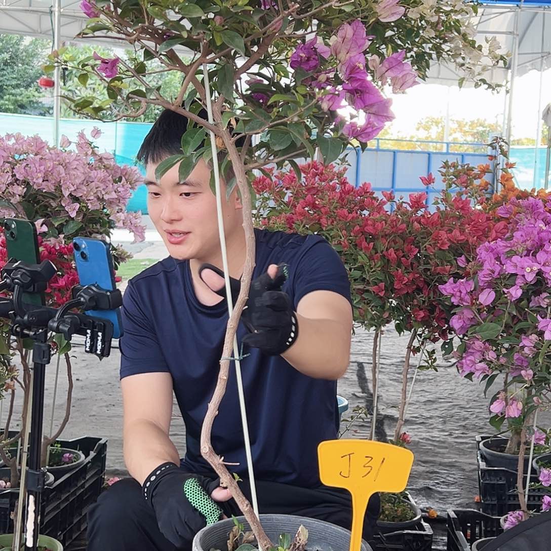 @***活大部分花苞少量开放J31雪紫