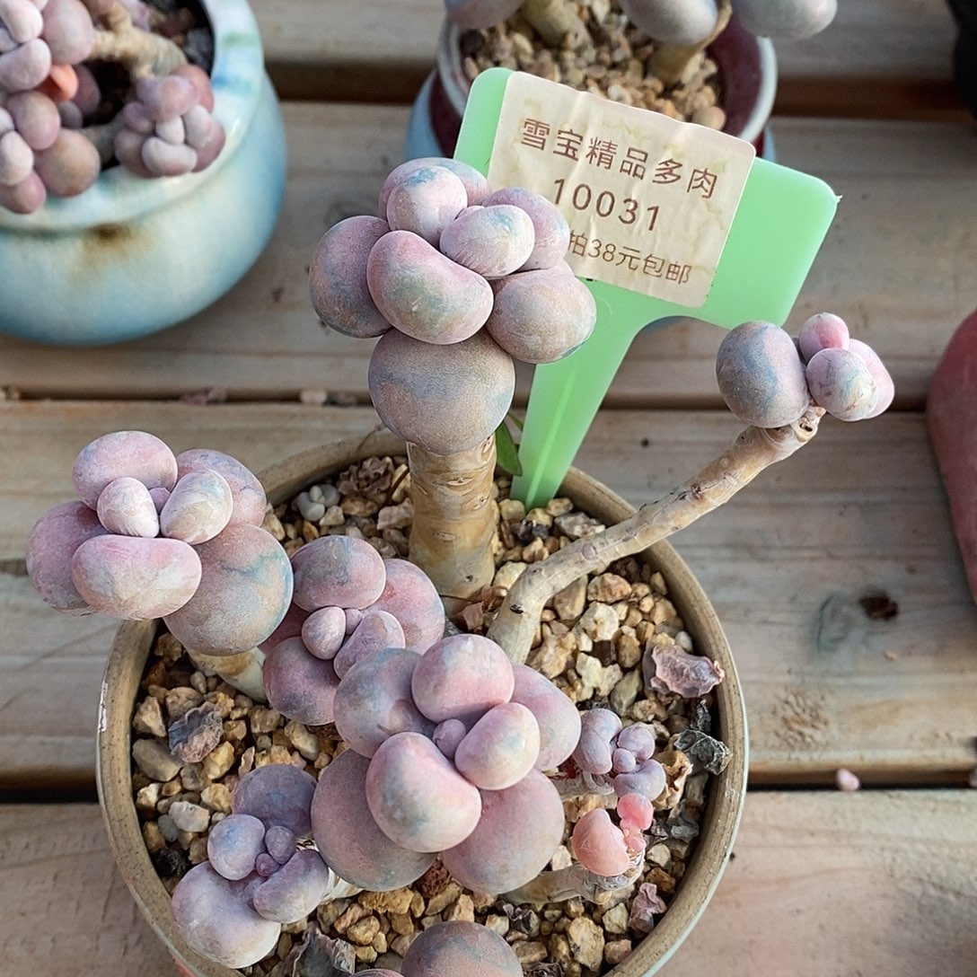 10031，路咯魔芋小雨中介