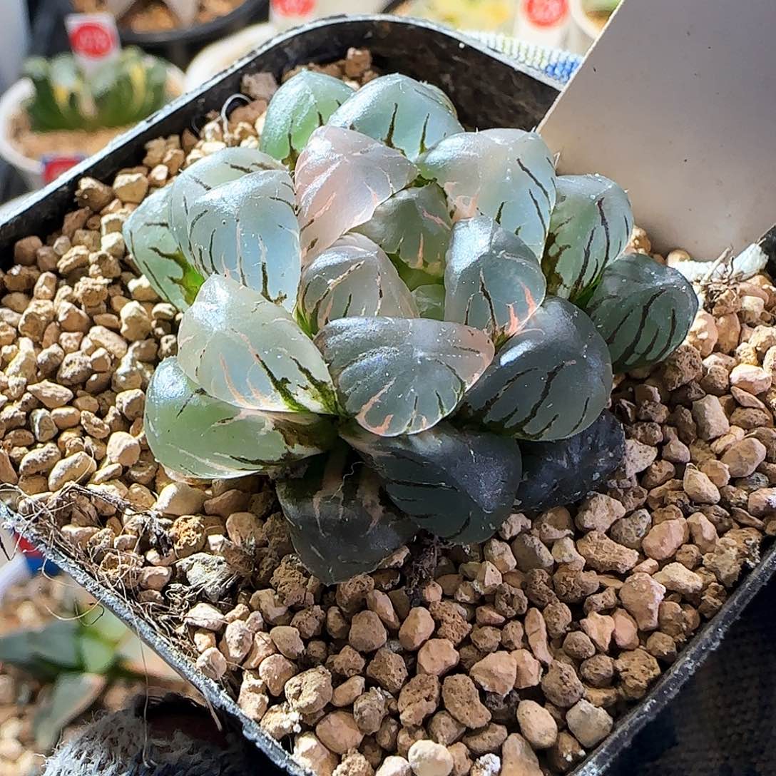 341大窗冰灯锦 4.5 厘米左右一物一拍带盆