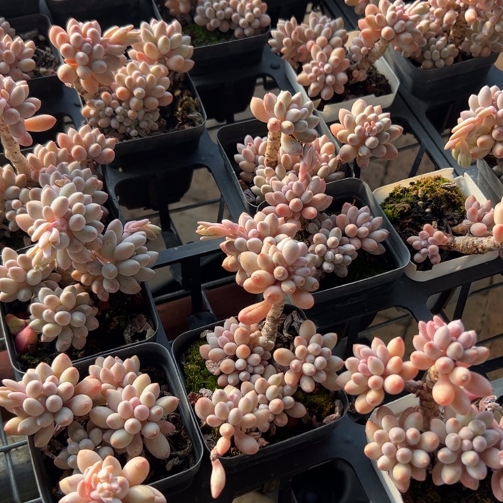 新疆包邮 婴儿手指