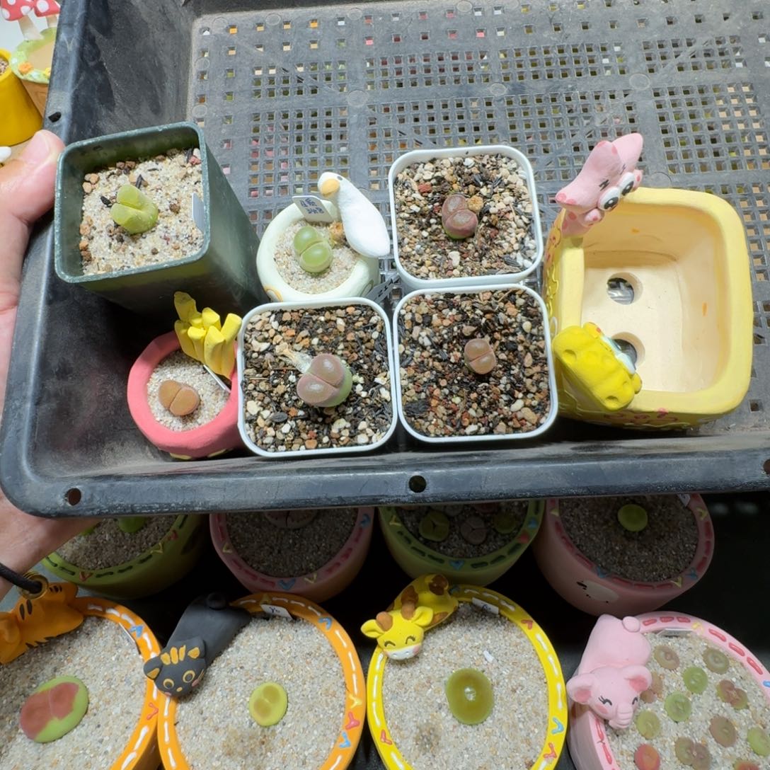 艺*蘑菇223风铃风铃