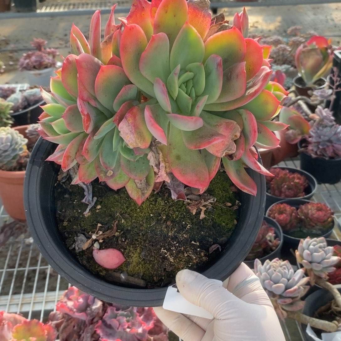 4206绮罗仙子一物一拍