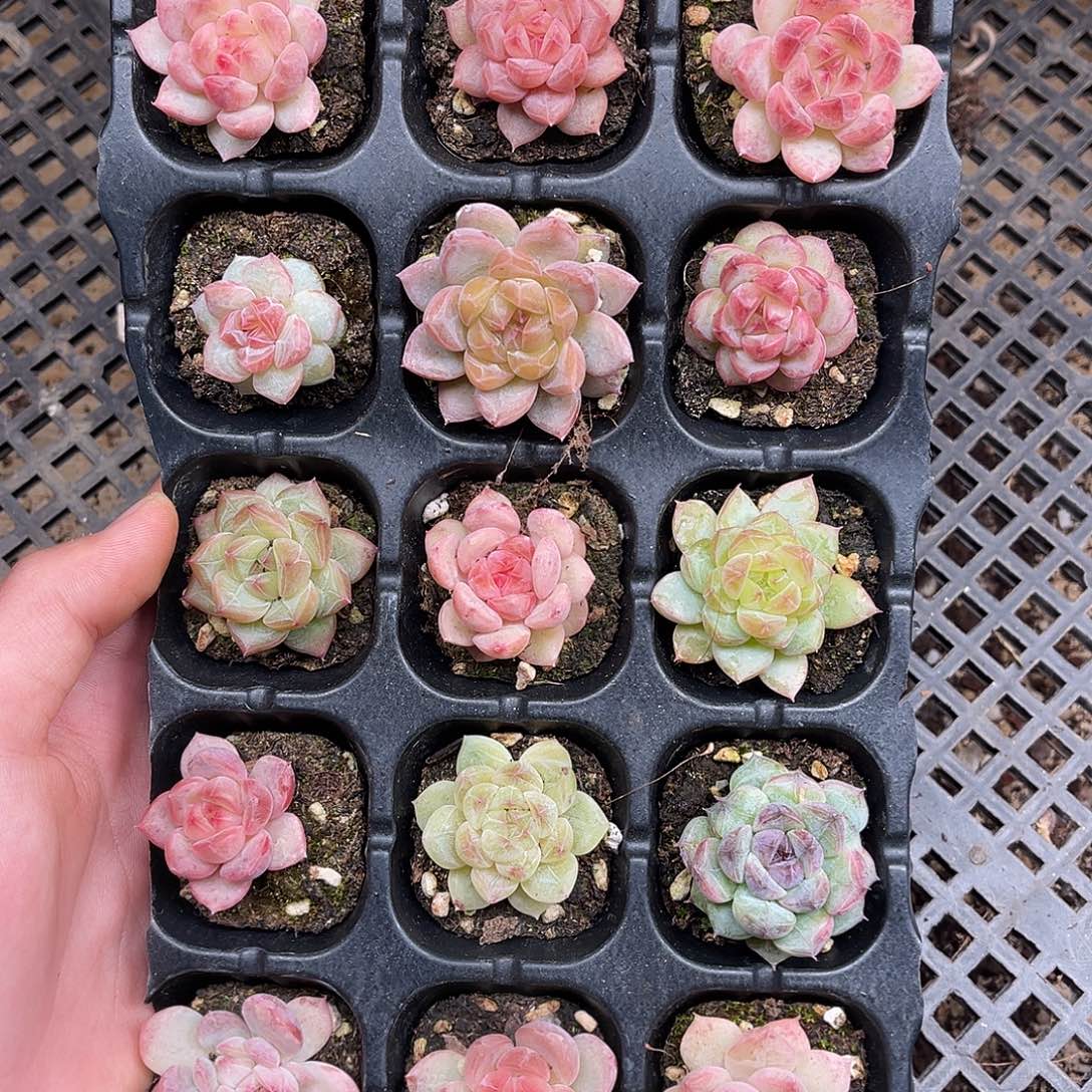 多肉一物一拍9-139