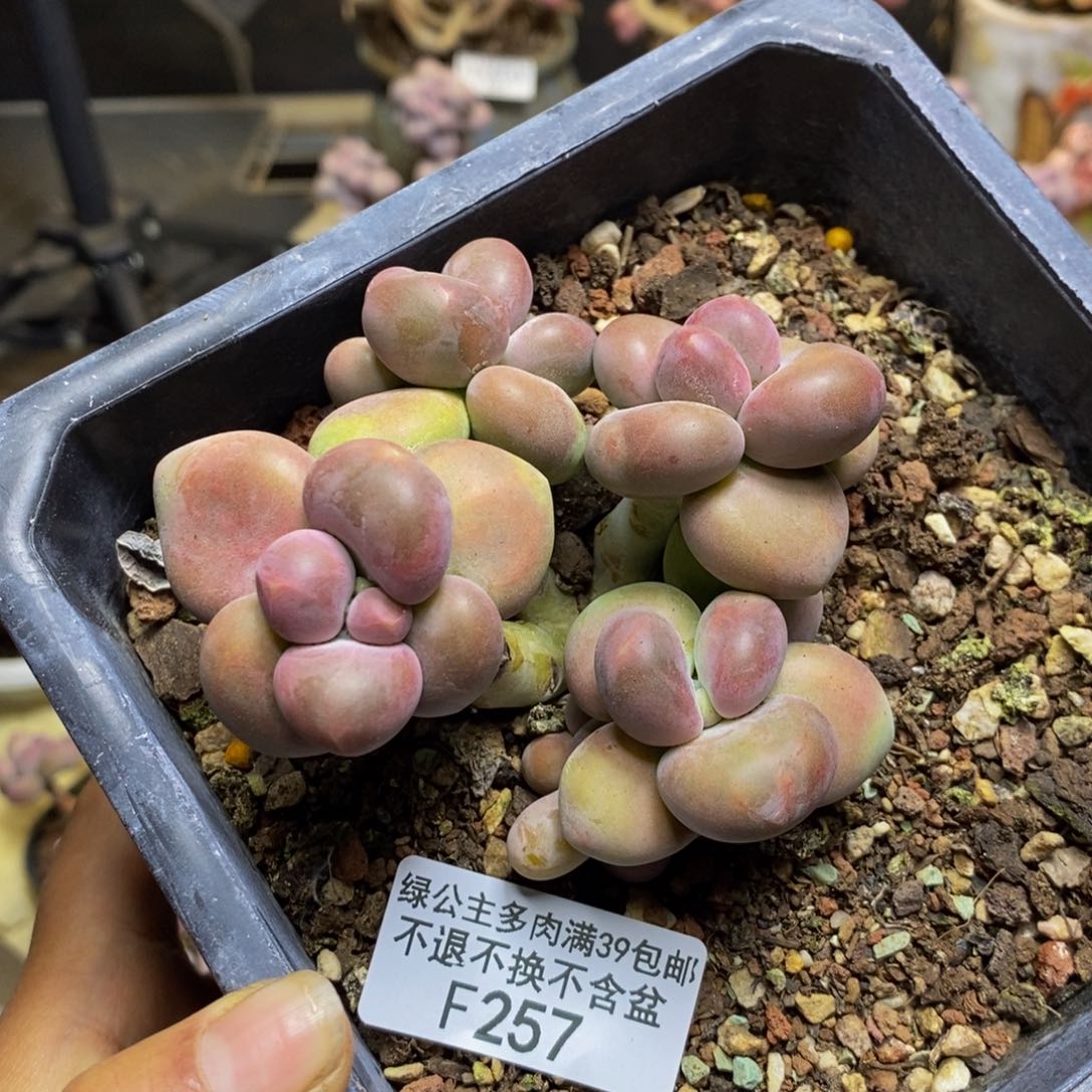 257芒果奶二代多肉7c m