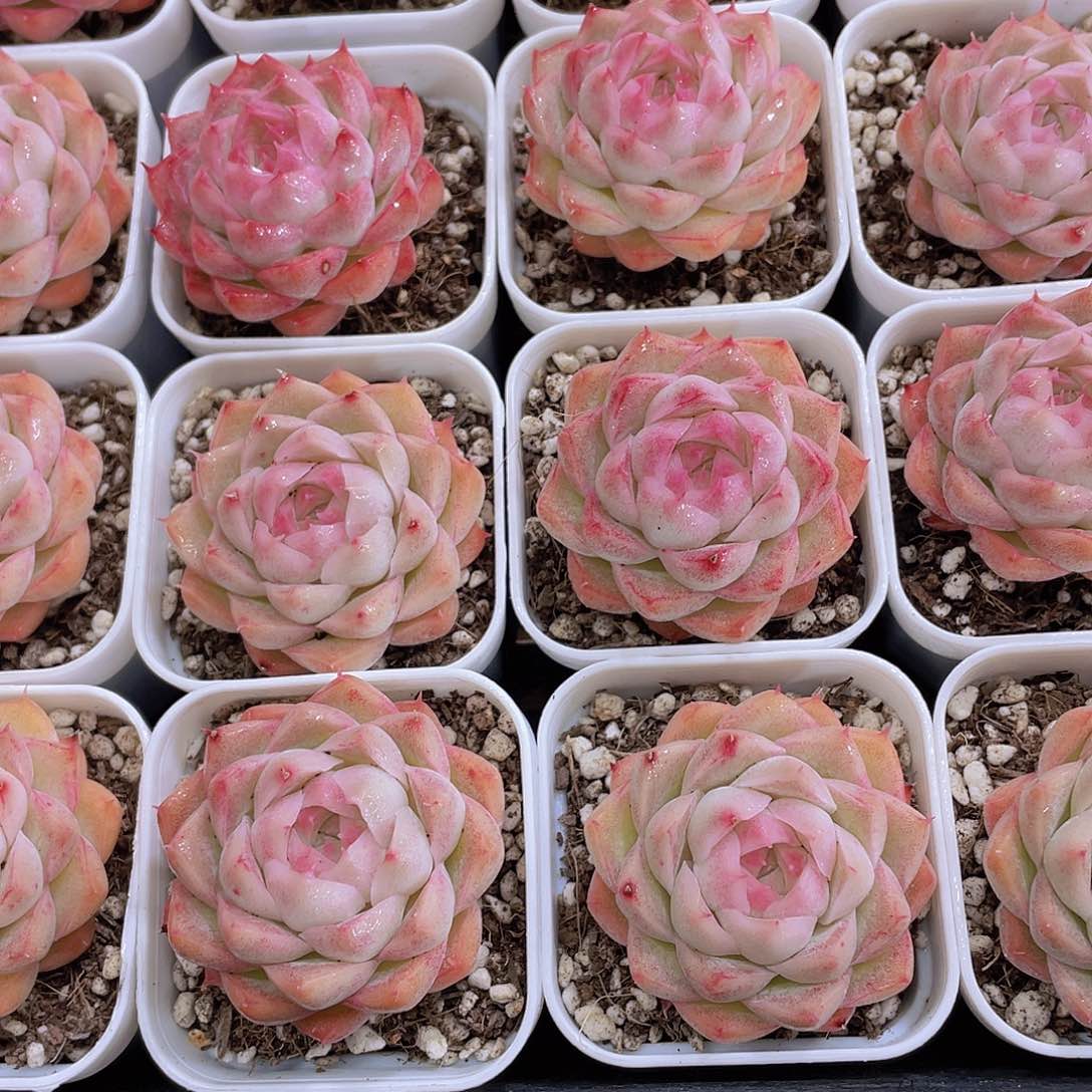 量拍124号 桃薰女王单头2个