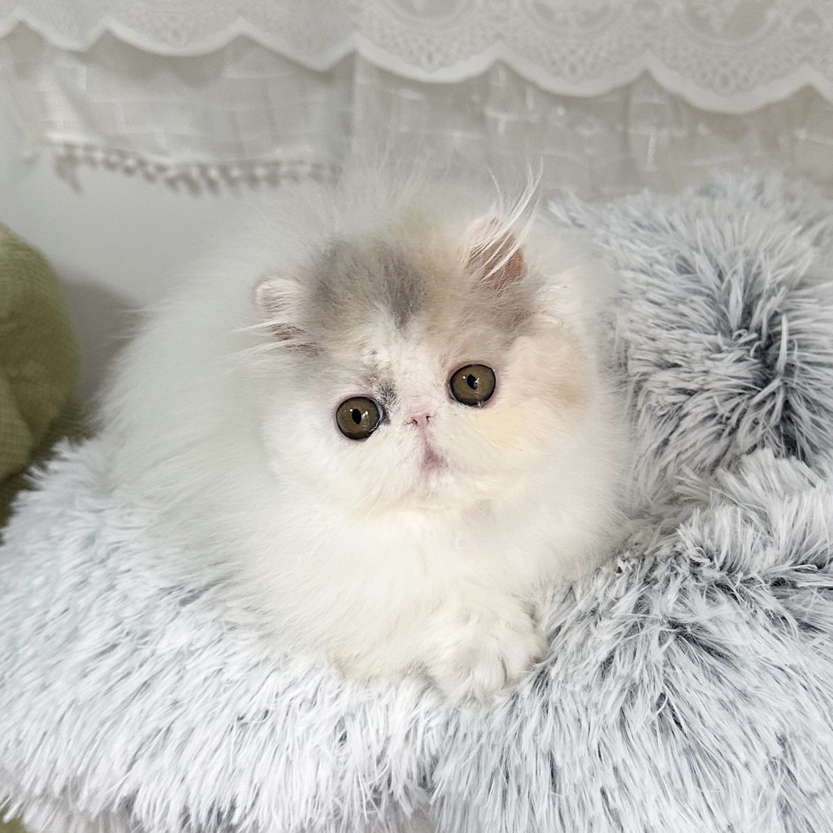 MODELCAT加菲波斯猫浅三花波斯母