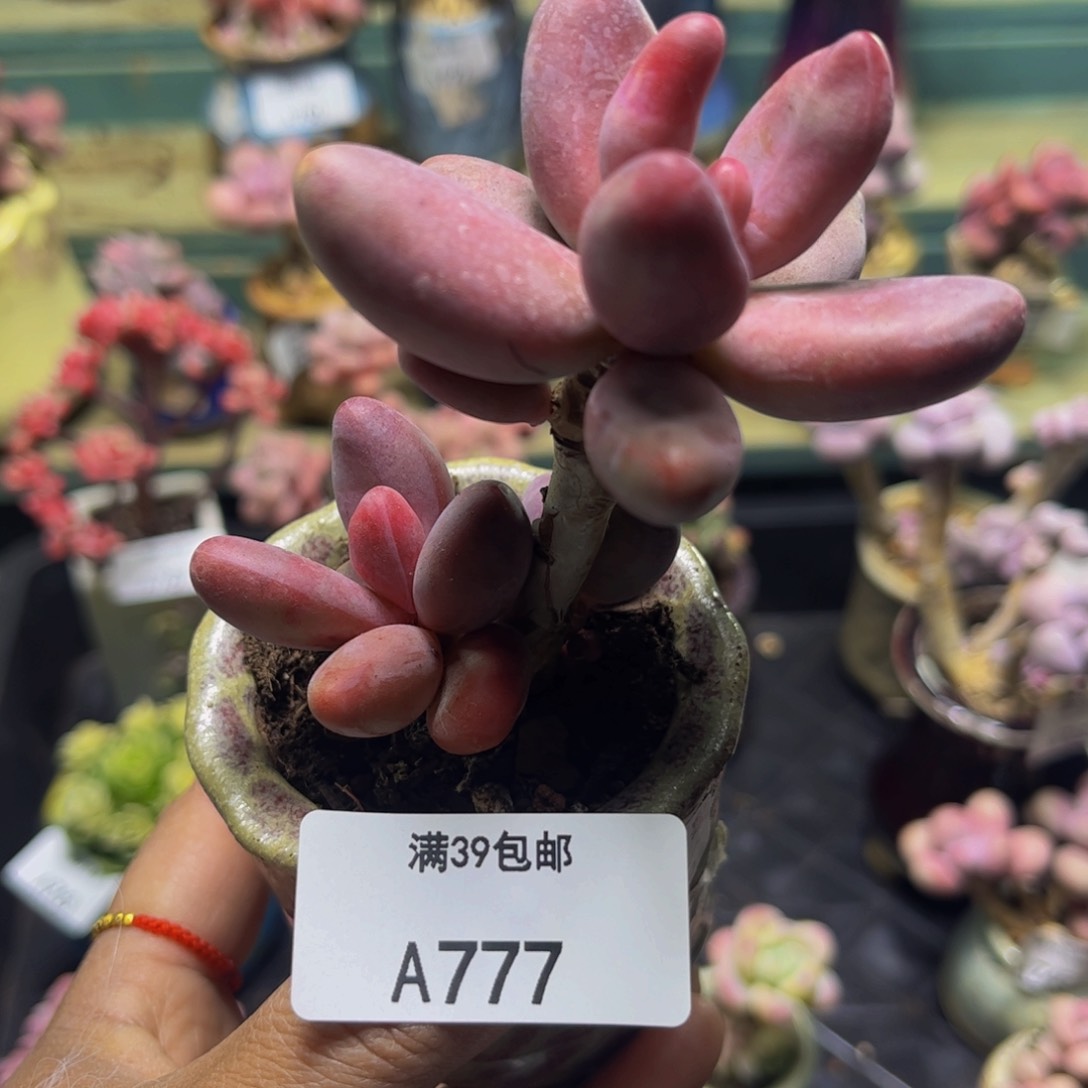 糖果美人777/5cm多肉