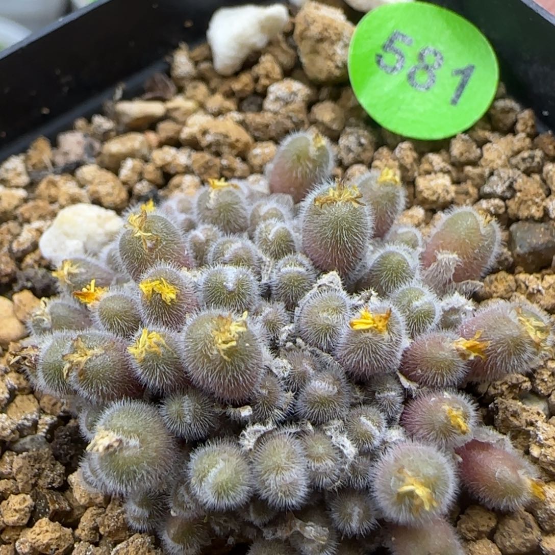 小毛球群多肉植物581