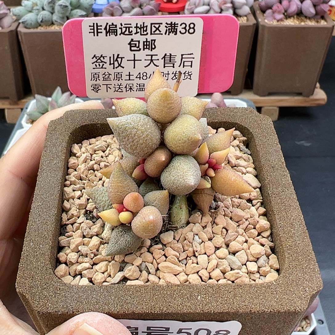 508小辣椒多肉植物