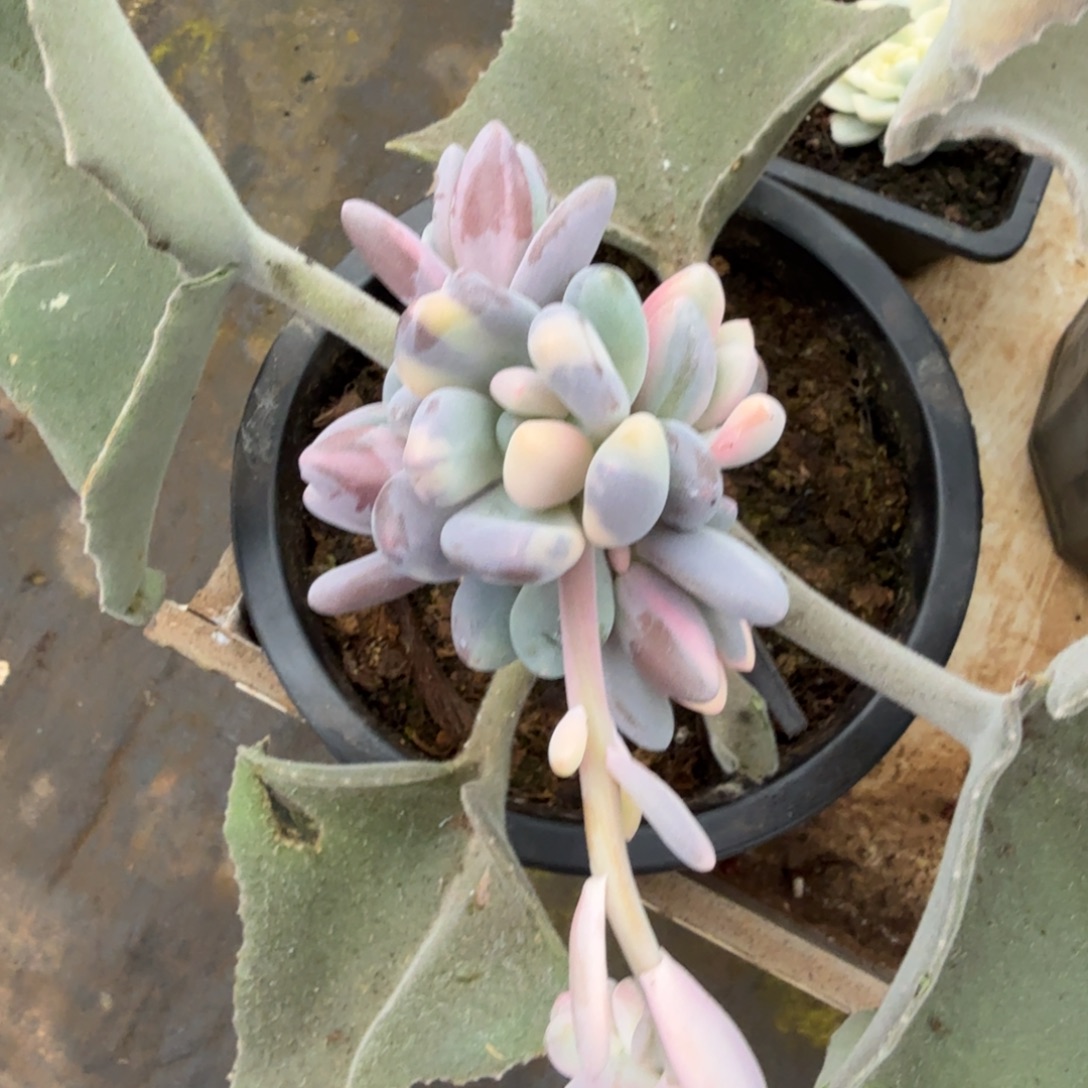 碗****奶酪锦，多肉锦多肉