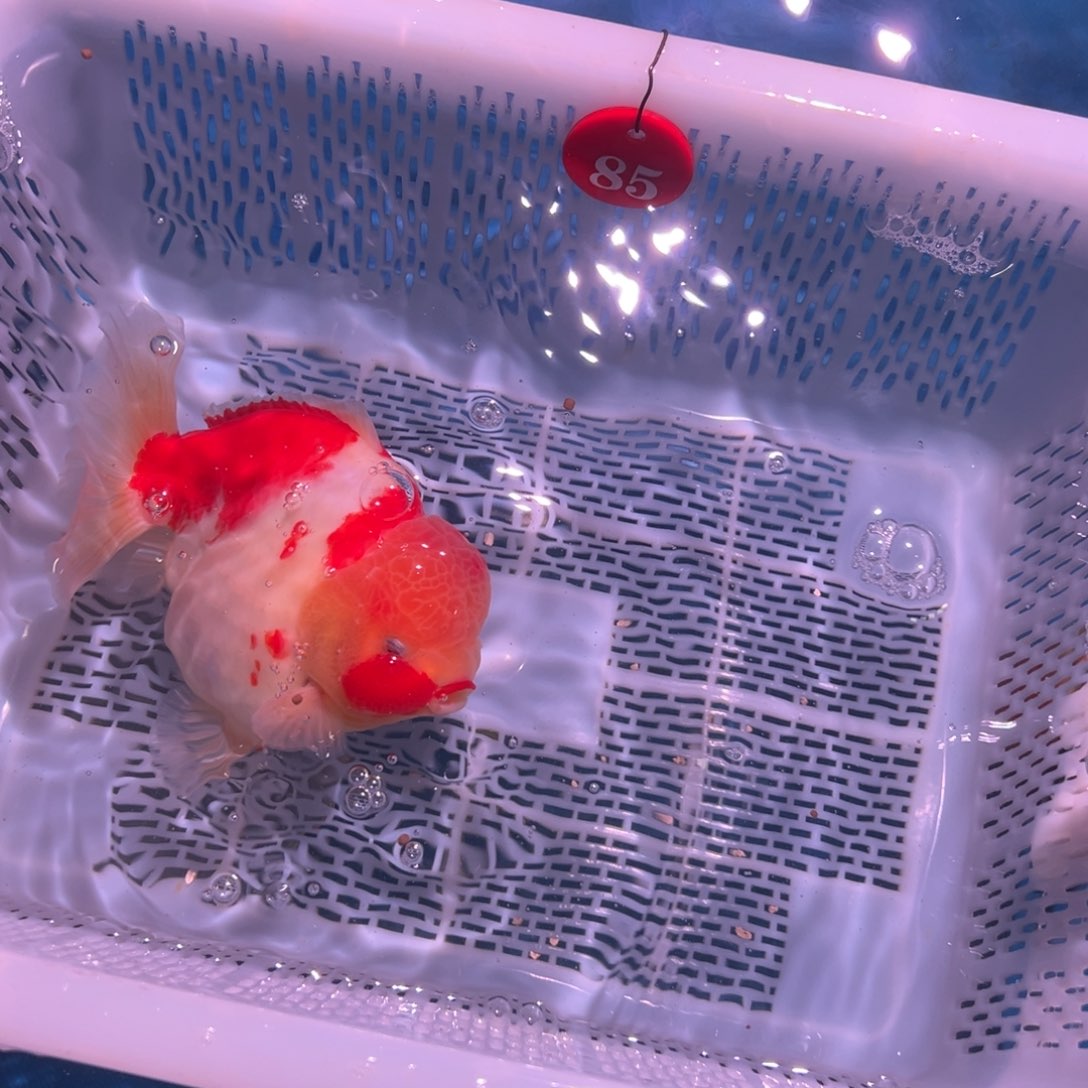 调***)海水鱼你好意思的不给