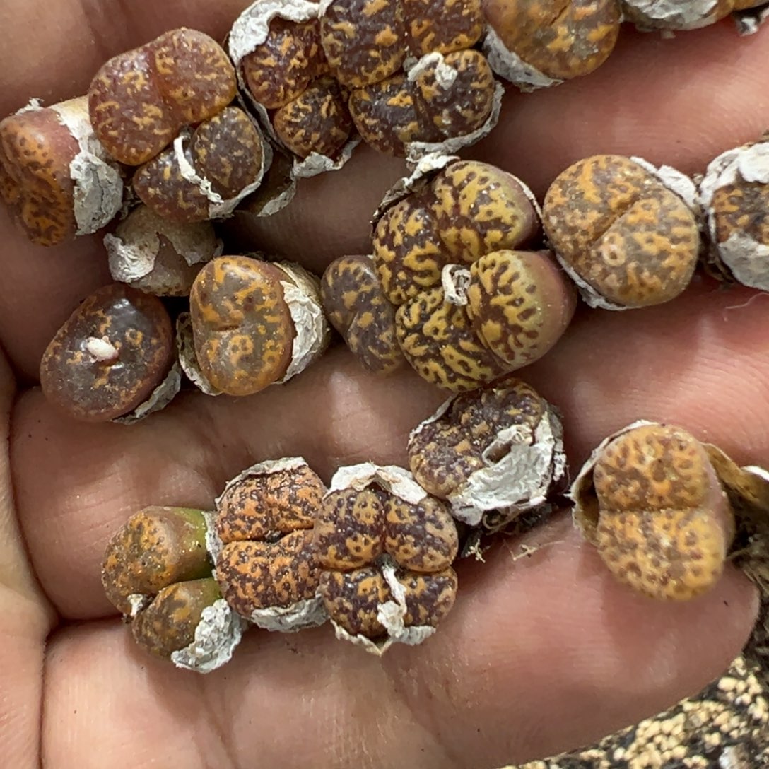 1-239量拍009勋章一颗