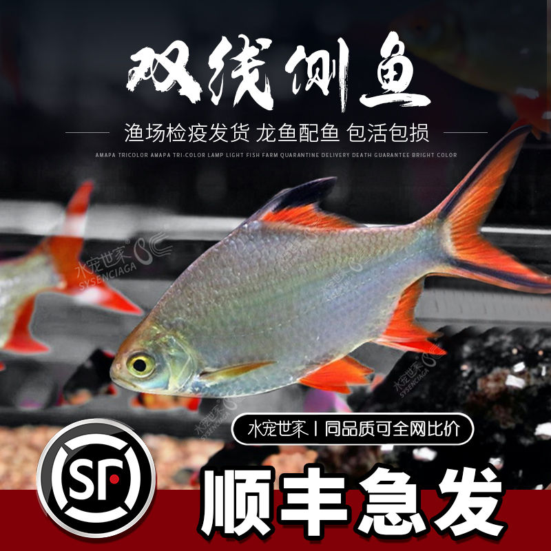 双线侧鱼热带观赏鱼金凤银凤鱼活体泰国鲫中大型层包邮红银龙配鱼