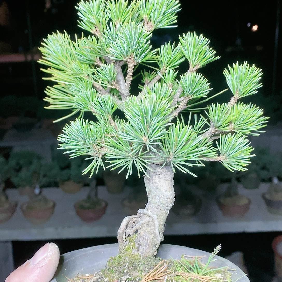 【闪购商品】无花朵