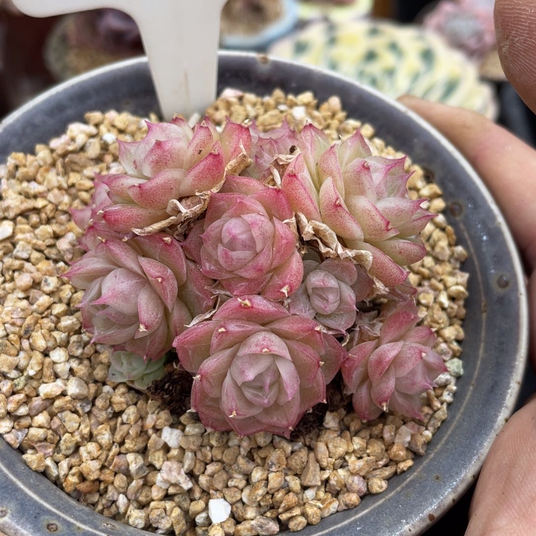 148潘多拉不带盆7厘米