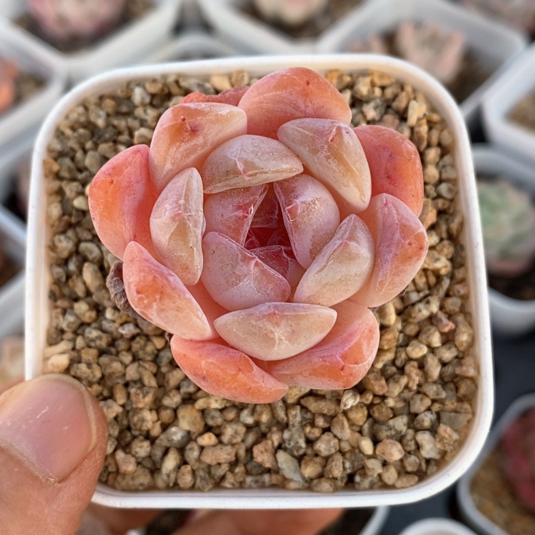 精品多肉一物一拍87