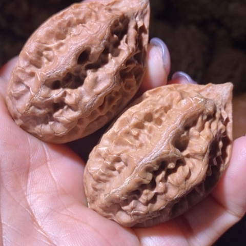 文玩核桃把件东北野生楸子小美110