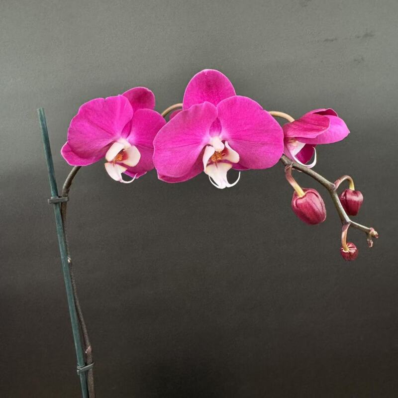 蝴蝶兰[素心紫罗兰]F高端盆栽带苞带花昆明源头基地直发