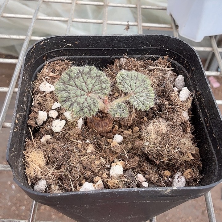 圆叶阳奎单头3仙人球