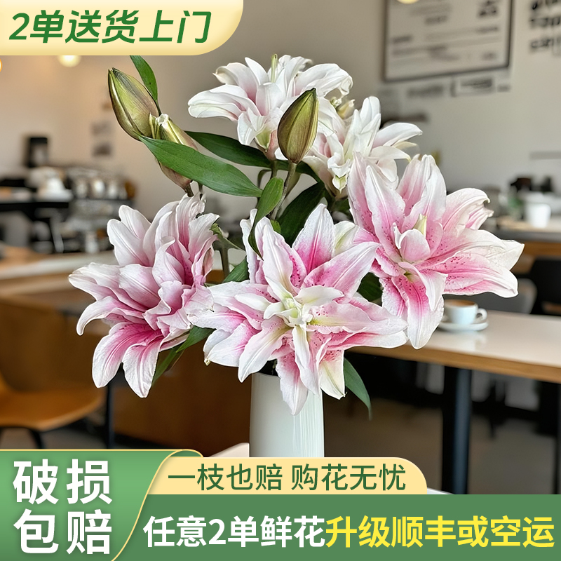 【两个老六】伊莎贝拉重瓣百合 任意2单升级快递发货后不支持退款