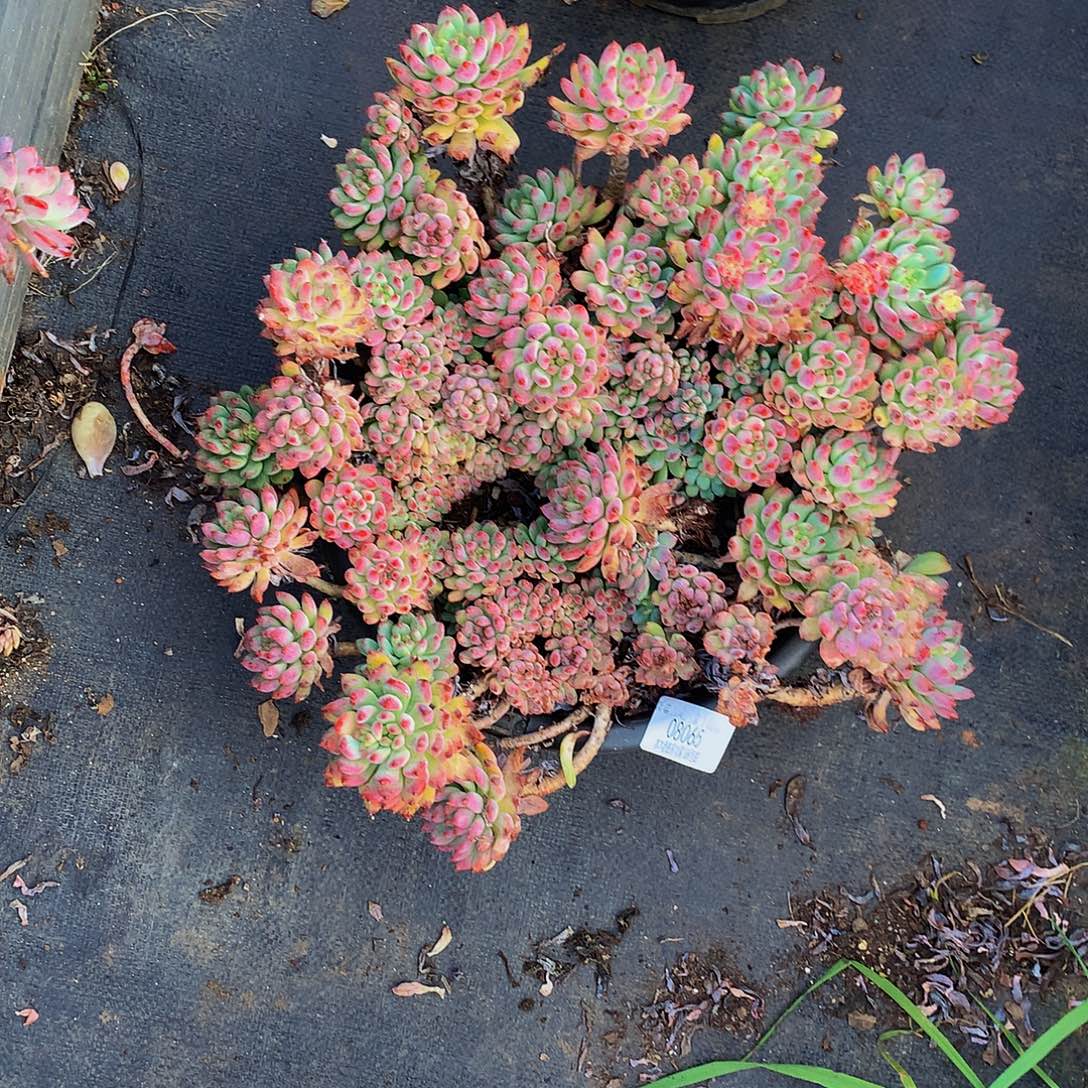 芸***妹蓝苹果08065多肉多肉