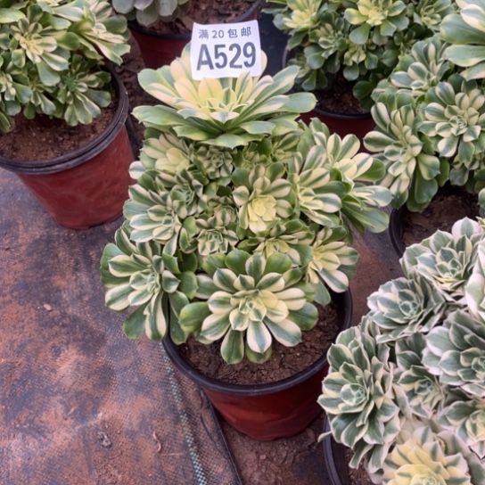 529辛尼亚不包断枝