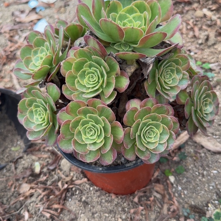 平***安299火狐。多肉植物