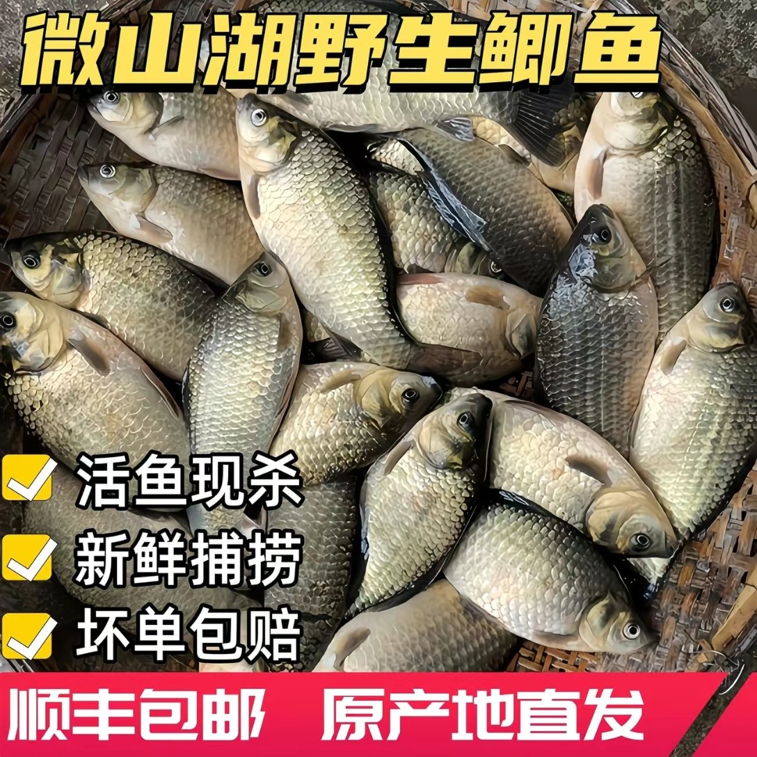 微山湖野生【鲫鱼5斤不杀】保鲜发货